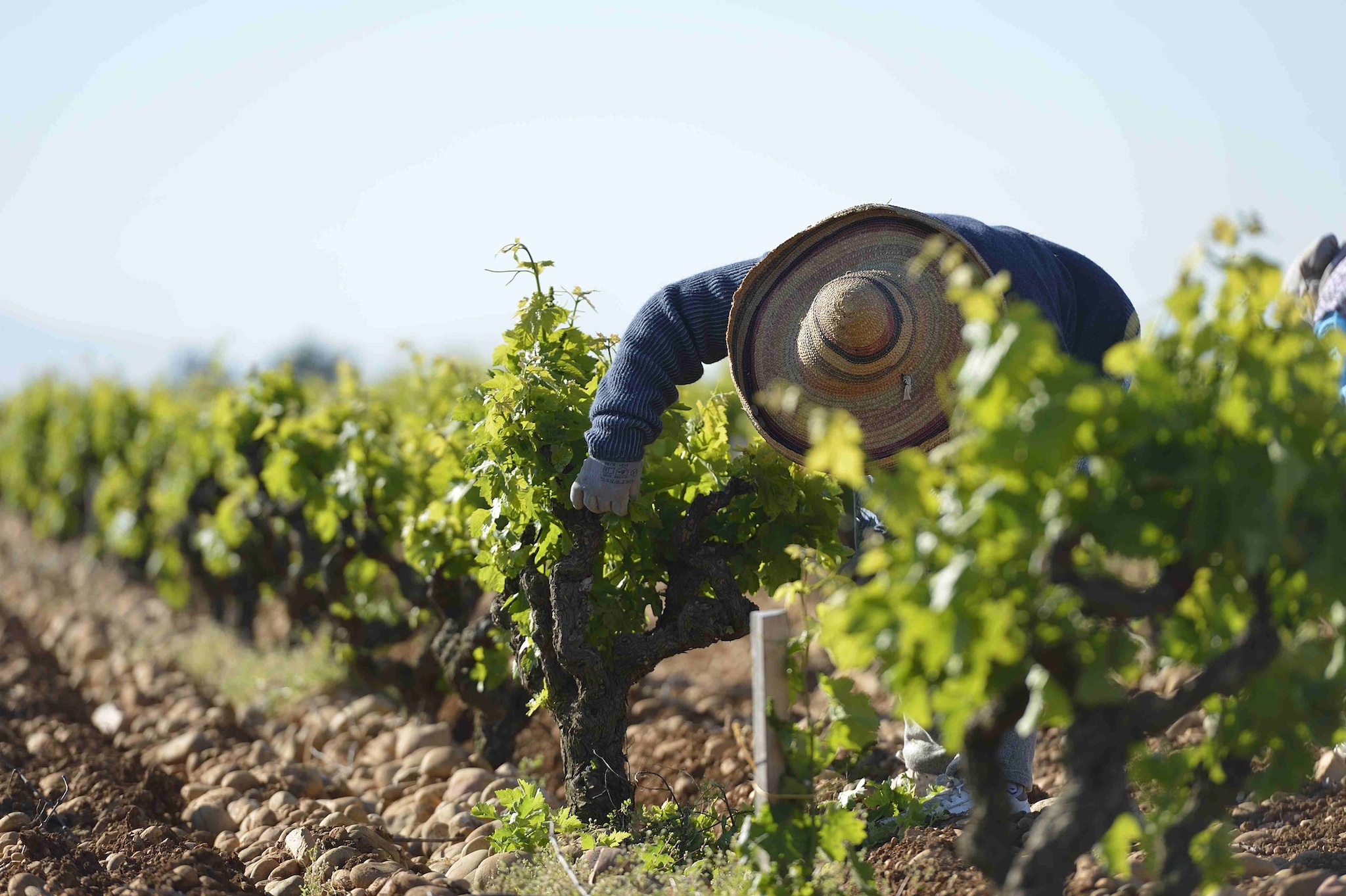 Chateauneuf du Pape Wine Tour with driver guide