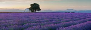 Lavender Tour Valensole
