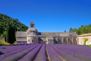 Provence Shore Excursions Lavender Marseille