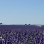 Lavender Tour Valensole